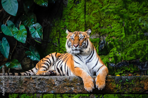 beautiful bengal tiger with lush green habitat background