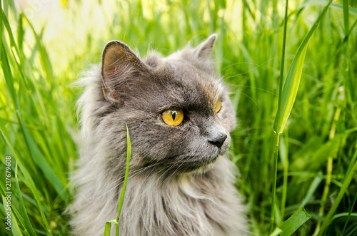 Gray british cat in green grass.