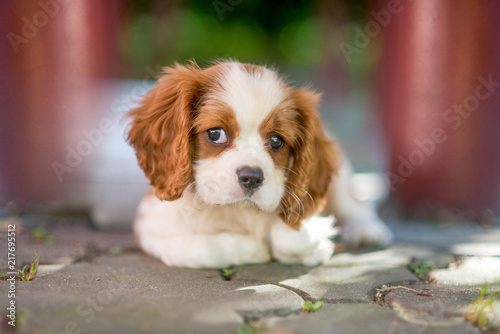 Cavalier King Charles Spaniel