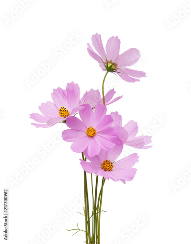 cosmos flower