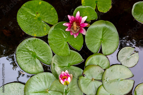 Pacific Tree Frog on Water Lily Flower in backyard garden pond Aerial View 