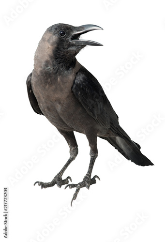 Photo of a crow. Isolated on white background