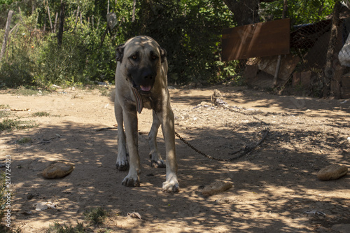 Bahçede gezinen köpek