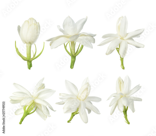 White flower, Thai jasmine flower isolated on white background.