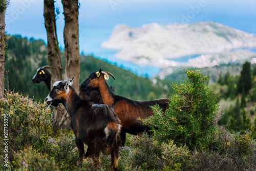 Group of goats standing in the shadow of trees against amazing mountainous landscape in Greece. Greek countryside usual landscape