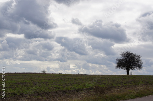 Samotne drzewo i chmury, dynamiczne zmiany w pogodzie, front atmosferyczny, porywiste wichury, kłębiaste chmury