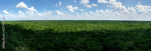 Jungle panorama