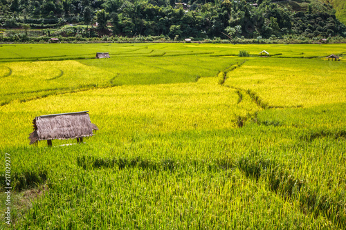 Golden Rice Field, a beautiful natural beauty on mountain in Nan Khun Nan Rice Terraces,Nan Province, Thailand