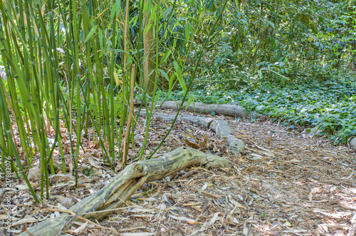 Bambusowa ścieżka w naturze