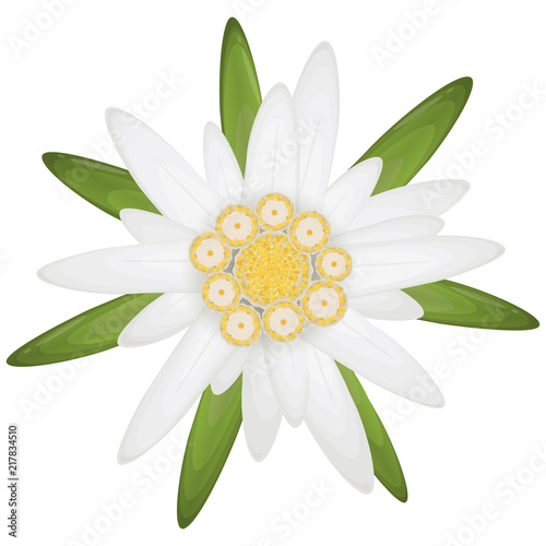 edelweiss flower symbol