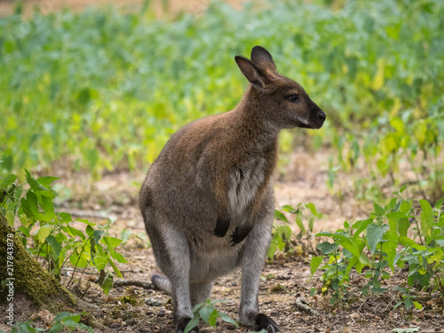 Wallaby de Bennett