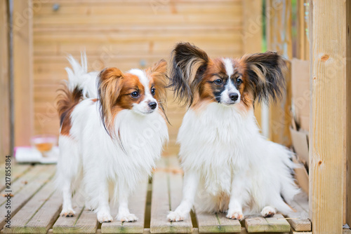 Portrait of a papillon purebreed dogs