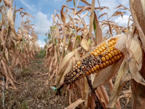 Ausgetrocknetes Maisfeld wegen fehlendem Regen