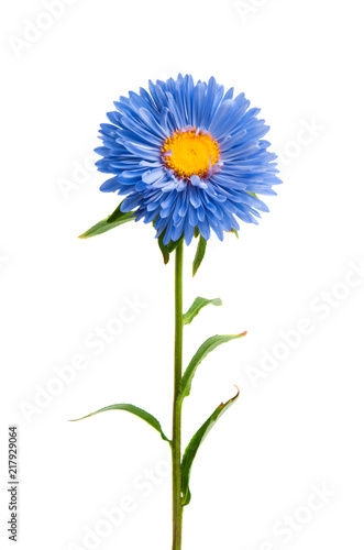 blue aster isolated