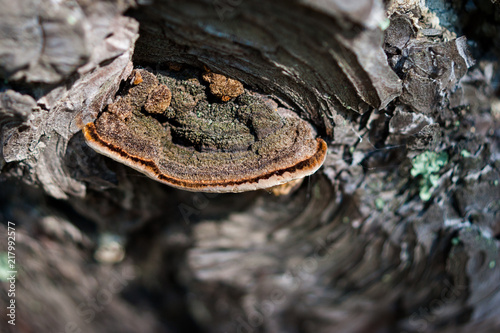 Closeup of Stem Decay Fungus (Fomitopsis pinicola) or red belt conk on a pine tree bark with spider web and green moss around