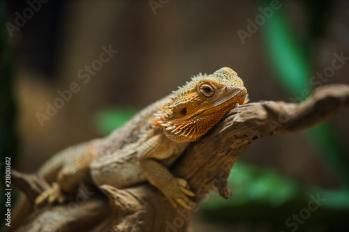 common bearded dragon (Pogona barbata) on wood