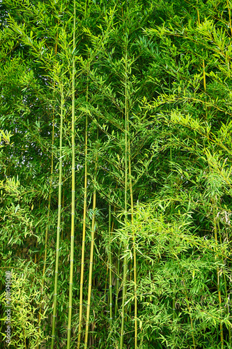 zielone liście bambusa tekstury