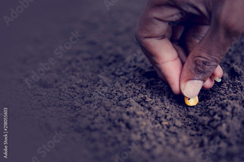 indian farmer sowing corn seeds