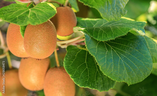 Ripe kiwi fruit on a branch on a plantation.