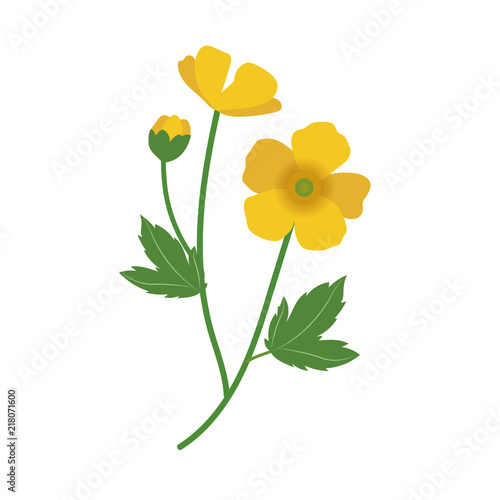 Nature flower buttercup