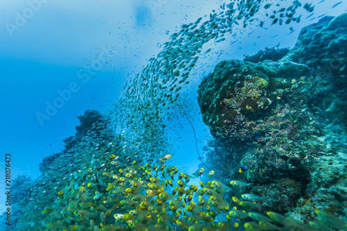 Ishigaki Island Diving - Horde of young fish