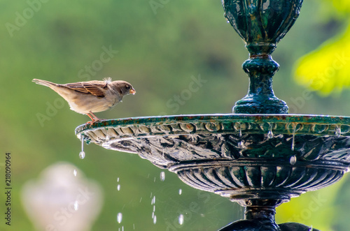 sparrow drinking water