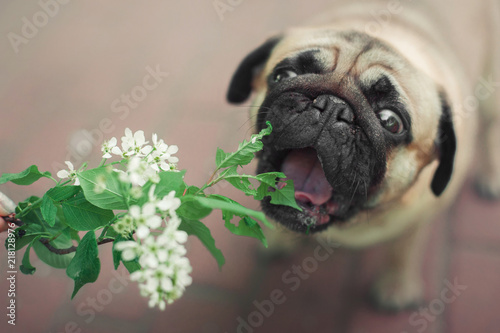 crazy dog pug trying to eat a plant with flowers