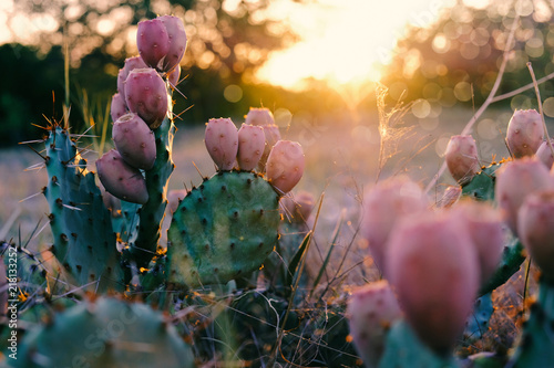 Cactus in bloom during Texas rural summer sunset. 