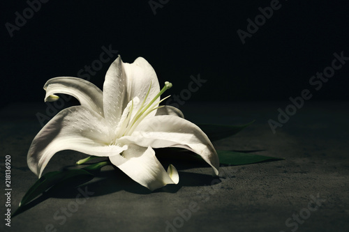 Beautiful lily on dark background with space for text. Funeral flower