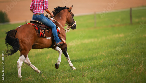 Horse, western pony, gallopping with rider and western tress in a meadow..