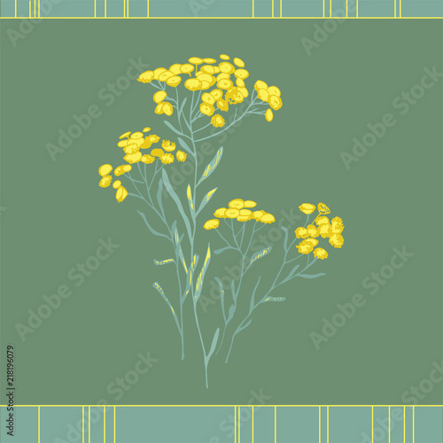 Helichrysum arenarium. Medicinal plant. Steppe grass.Botanical illustration. Yellow flowers.sandless immortelle. 