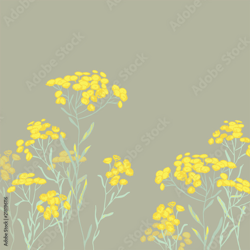 Helichrysum arenarium. Medicinal plant. Steppe grass.Botanical illustration. Yellow flowers.sandless immortelle. 