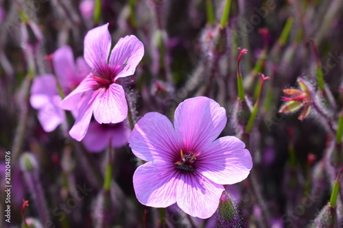 Mauves sauvage Fleur 