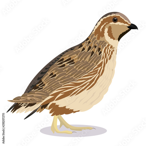 common quail bird