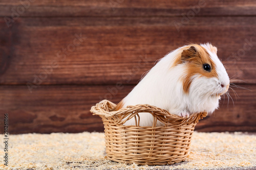 Guinea pig in basket on brown background