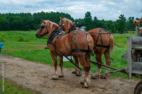 Work horses at Sunflower Fields