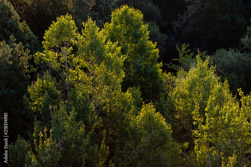 Forest with soft yellow backlight. Sunset or sunrise photographed with a drone. Top view