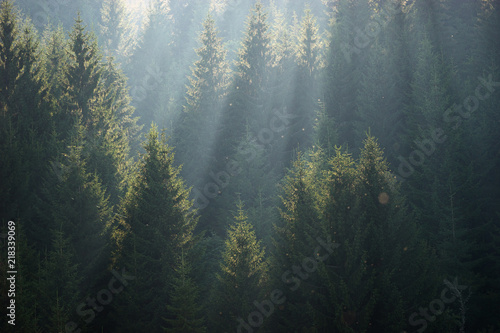 The sun rays in the haze fall through the branches of green firs and pines. Landscape of coniferous forest