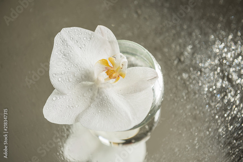 Flower of a white orchid in a glass vessel on the background of a shimmering silvery surface. 