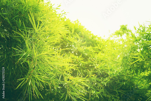 Zielonego liścia miękka ostrość z zbliżeniem w natura widoku na zamazanym greenery tle w ogródzie z kopii przestrzeni use dla projekt tapety pojęcia.