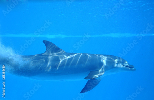 Delfín mular visto de perfil nadando debajo del agua. Mamífero marino en cautividad buceando en una piscina o tanque azul del zoo.