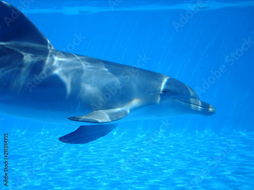 Delfín mular visto de perfil nadando debajo del agua. Mamífero marino en cautividad buceando en una piscina o tanque azul del zoo.