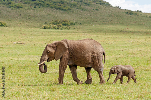 African elephant with calf walking behind on a grassy plain at Masai Mara National Reserve, Kenya