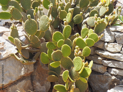 Cacti