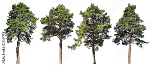 Pine, spruce, fir. Coniferous forest. Set of isolated trees on white background