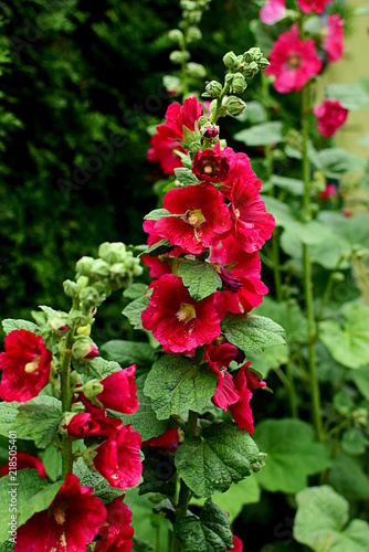 red hollyhock (mallow) growing in the garden malwa