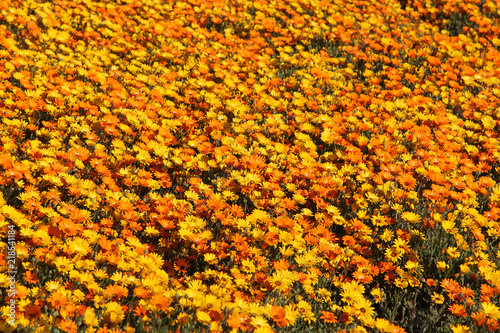 Background of Yellow and Orange Daisy Flower Patch