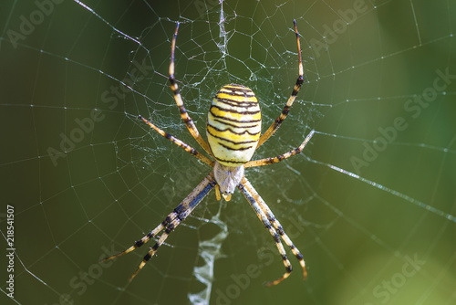 Yellow and black spider in his spider web on natural light outdoors
