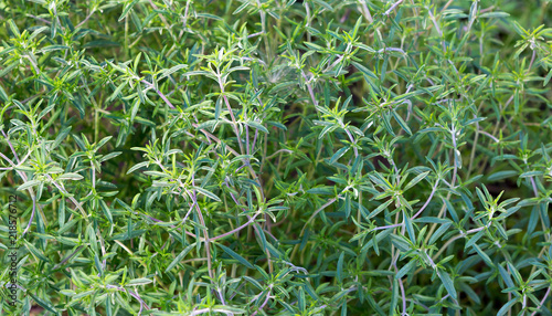 Fresh green savory plant. Summer savory background.