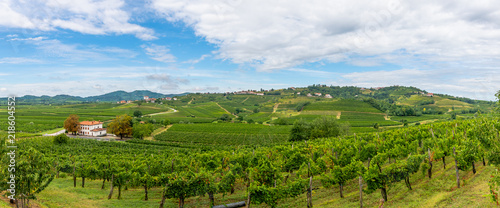 Vineyards with rows of grapevine in Gorska Brda, Slovenia